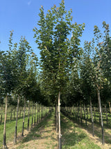 Acer platanoides 'Emerald Queen' , erhältlich von 270-330 bis 450-650 cm;;ab 198,00 Euro