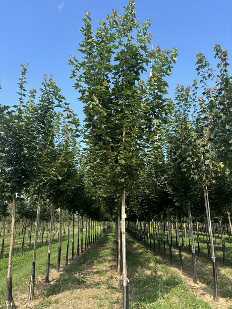 Acer platanoides 'Emerald Queen' , erhältlich von 270-330 bis 450-650 cm;;ab 198,00 Euro