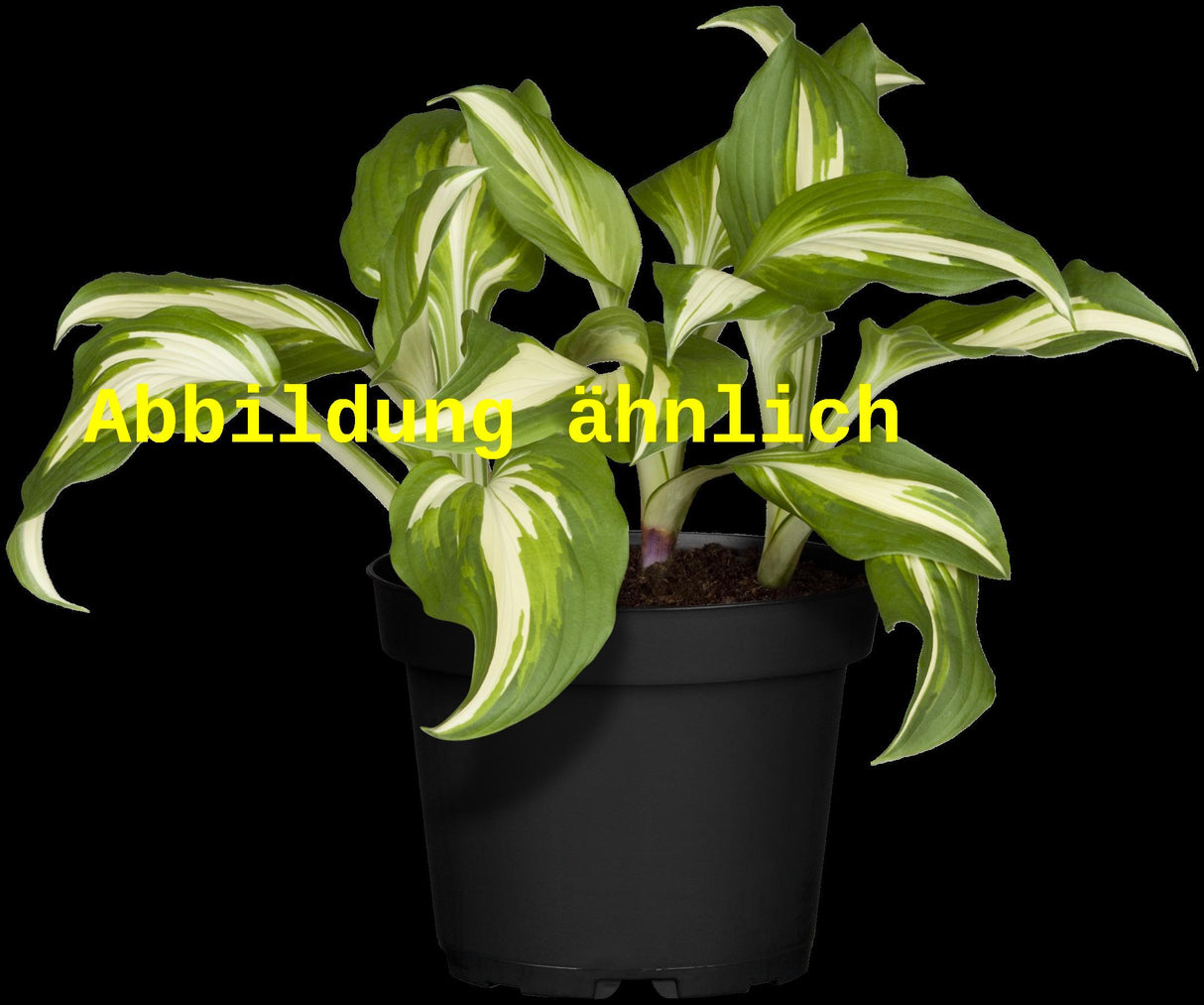 Hosta undulata 'Elegans' (Wellblatt-Garten-Funkie)