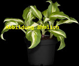 Genaues Foto für Hosta undulata 'Elegans' folgt; dieses ähnliche Bild dient der Illustration von Wellblatt-Garten-Funkie