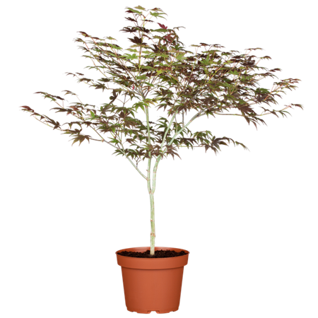 Acer palmatum 'Atropurpureum' Versand; Einsatz: ;;ab 41,60 Euro