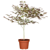 Acer palmatum 'Atropurpureum' Versand; Einsatz: ;;ab 41,60 Euro