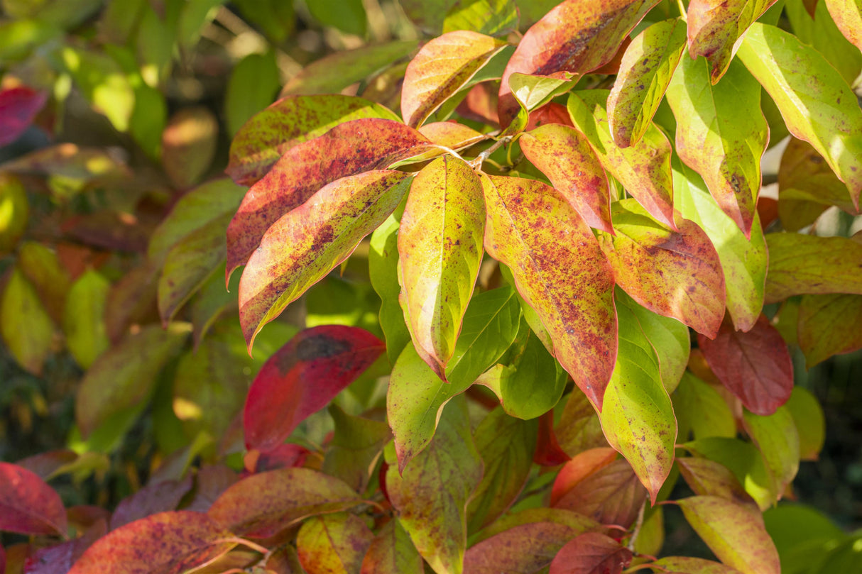 Nyssa sinensis mit Blüte, erhältlich von 60-80 bis 175-200 cm; Einsatz: ;;ab 49,60 Euro