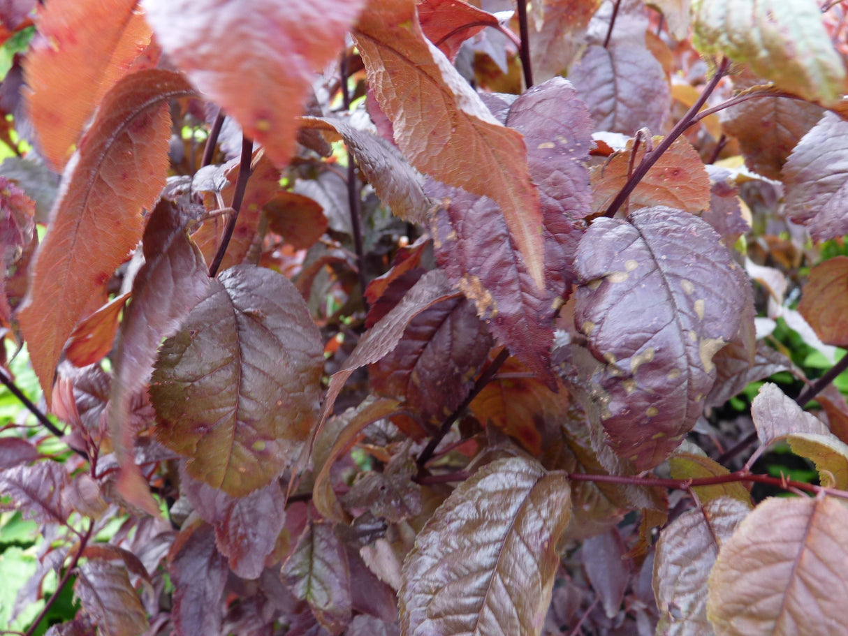 Prunus pissardii nigra dekorative Laubfärbung;;mit zeitnaher Lieferung
