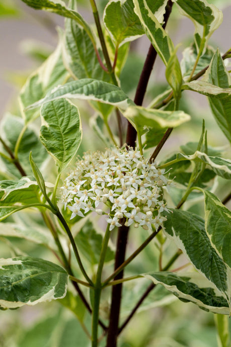 Cornus Alba Elegantissima; hier mit Blüte; dekorativ; Einsatzmöglichkeit z.B. : Bienenweide;;günstig mit Qualität