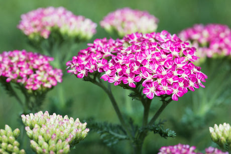 Achillea millefolium 'Cerise Queen' mit Blüte; Einsatz: ;;ab 3,10 Euro
