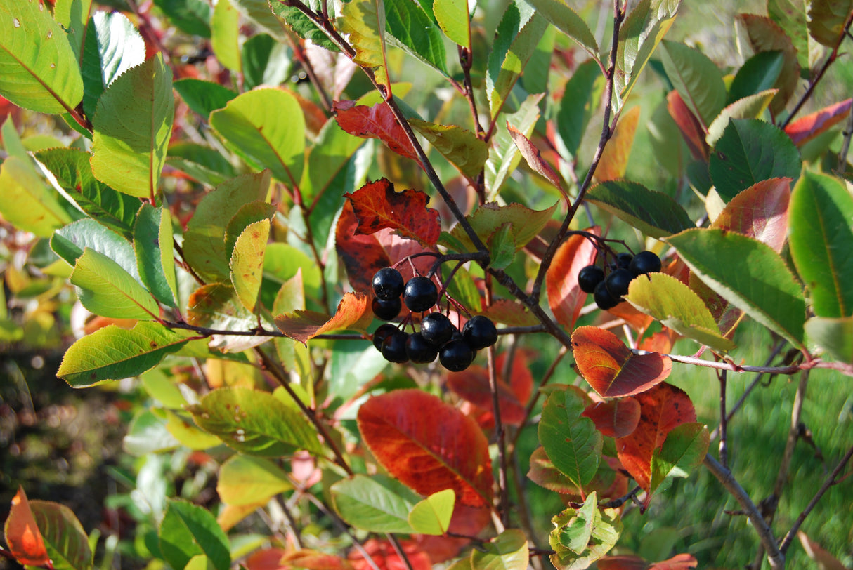 Aronia melanocarpa mit Früchten, erhältlich von 40-60 bis 150-175 cm; Einsatz: ;;ab 13,70 Euro