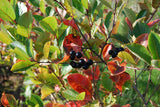 Aronia melanocarpa mit Früchten, erhältlich von 40-60 bis 150-175 cm; Einsatz: ;;ab 13,70 Euro