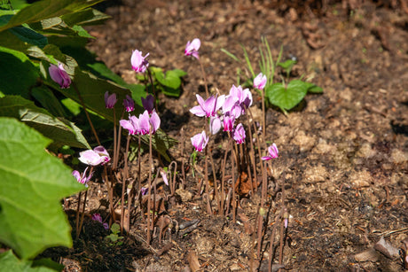 Cyclamen hederifolium als Pflanze im Beet; Einsatz: ;;ab 7,10 Euro