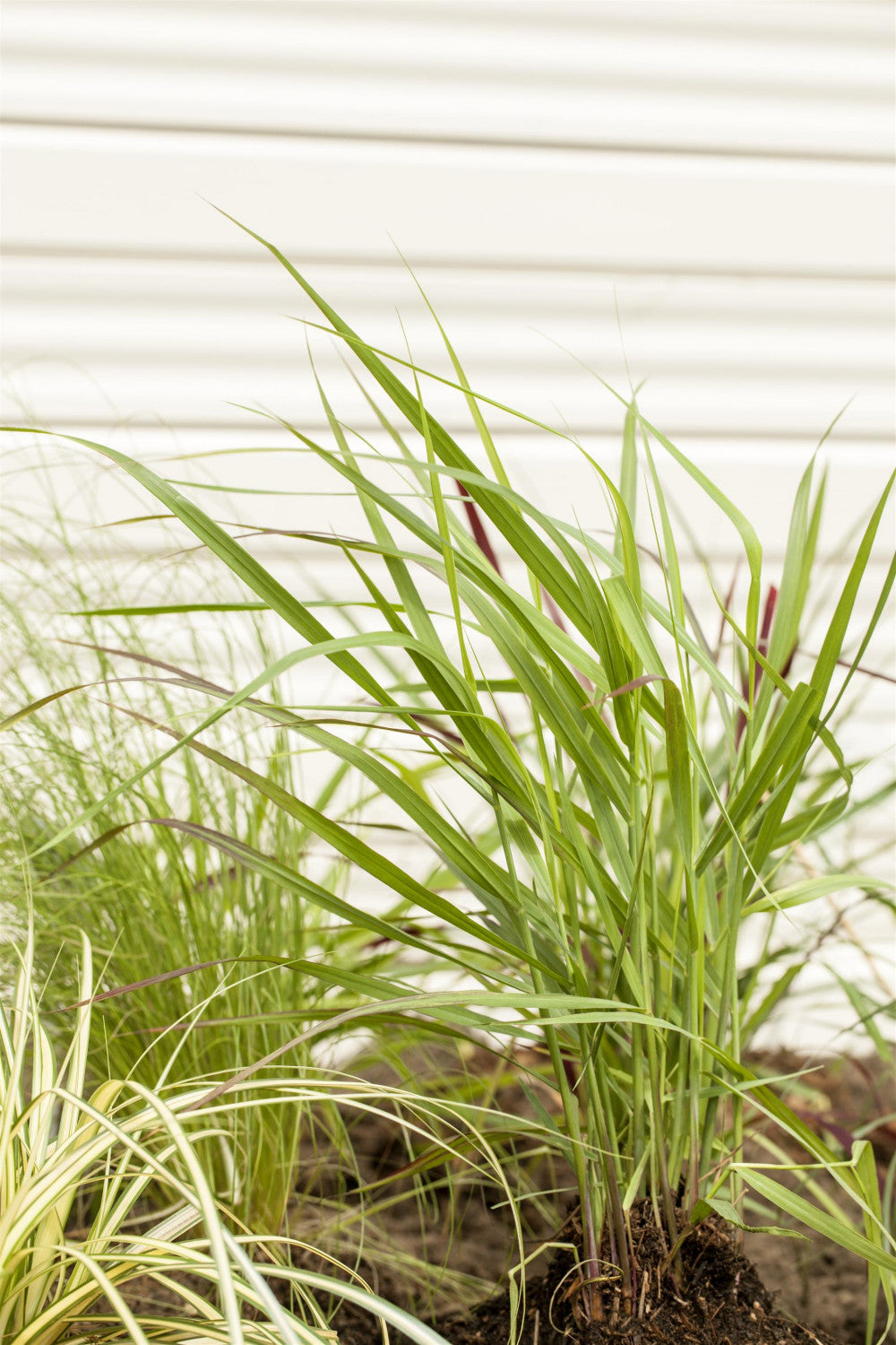 Panicum virgatum 'Rotstrahlbusch' ;;ab 4,35 Euro