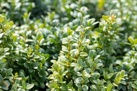 Buxus sempervirens 'Bullata' , erhältlich von 15-20 bis 100-125 cm;;ab 2,35 Euro
