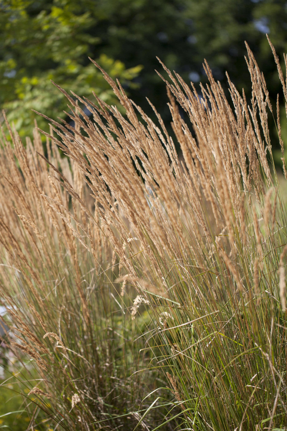 Calamagrostis x acutiflora 'Avalanche' als Pflanze im Beet; Einsatz: ;;ab 7,70 Euro