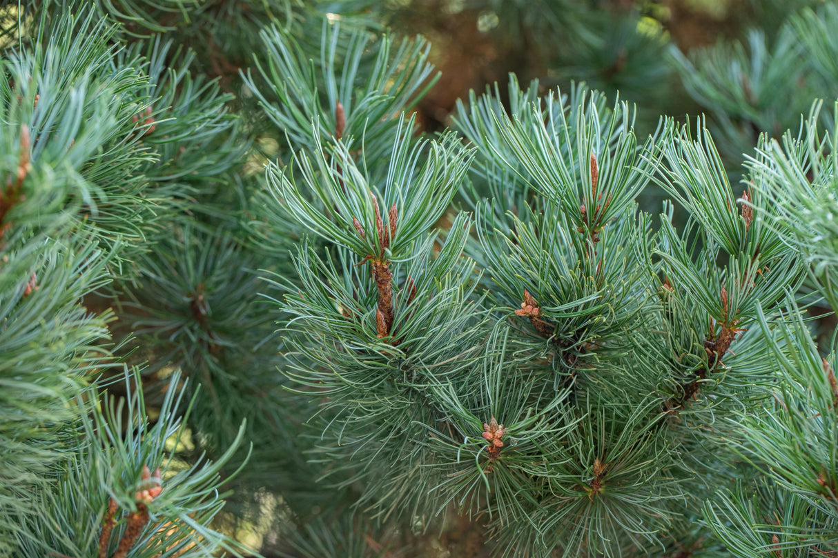 Pinus pumila 'Glauca' , erhältlich von 15-20 bis 70-80 cm;;ab 34,60 Euro