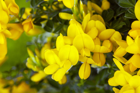 Genista tinctoria 'Royal Gold' mit Blüte, erhältlich von 20-30 bis 30-40 cm; Einsatz: ;;ab 11,40 Euro