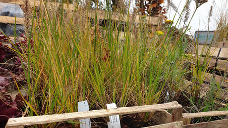 Pennisetum alopecuroides 'Hameln'; vorbereitet für Versand; dekorativ; Einsatzmöglichkeit z.B. : Vorgarten;;mit zeitnaher Lieferung