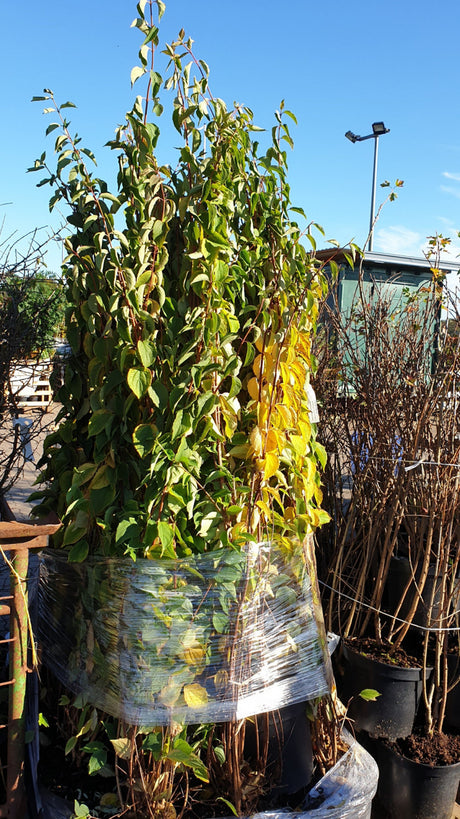 Philadelphus coronarius; vorbereitet für Versand; duftend; Einsatzmöglichkeit z.B. : Heckenpflanze;;Pflanzen vom Profi