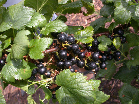 Ribes nigrum 'Ben More' mit Früchten, erhältlich von 3- bis 80-90 cm; Einsatz: ;;ab 15,90 Euro