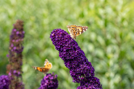 Sommerflieder 'Black Knight' mit Blüte, verfügbar in 4 Größen und Varianten; Einsatz: Bienenweideattraktive Blüten;;hier kaufen