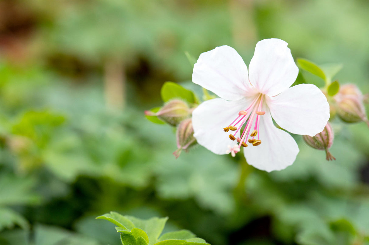 Geranium x cantabrigiense 'Biokovo' mit Blüte; Einsatz: ;;ab 3,10 Euro