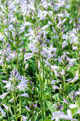 Hosta x fortunei 'Francee'; attraktive Blattfarbe;;ab 0,00 Euro