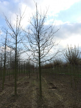 Synonym (alte Bezeichnung): Quercus sessiliflora mit Winterlaub; Einsatz: Solitärbaum, ;;ab 0,79 Euro