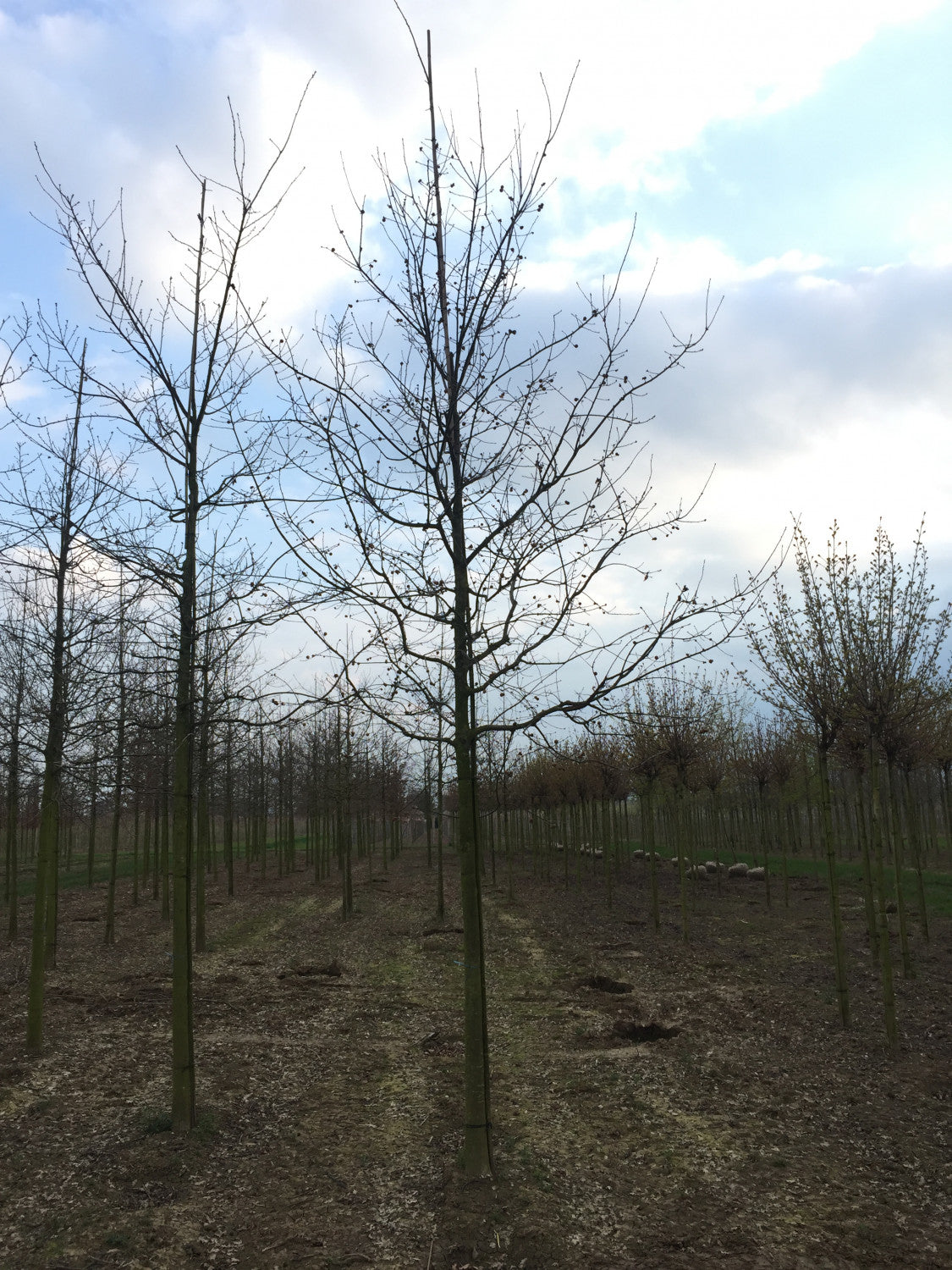 Synonym (alte Bezeichnung): Quercus sessiliflora mit Winterlaub; Einsatz: Solitärbaum;;ab 0,88 Euro