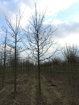 Synonym (alte Bezeichnung): Quercus sessiliflora mit Winterlaub; Einsatz: Solitärbaum;;ab 0,88 Euro