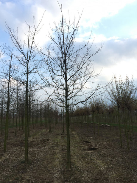 Stieleiche; hier mit Winterlaub; langlebig; Einsatzmöglichkeit z.B. : Solitärbaum;;Pflanzen vom Profi