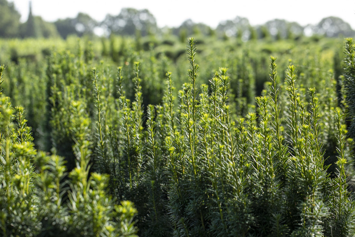 Taxus baccata 'Fastigiata Robusta' mit Belaubung; Einsatz: ;;ab 39,40 Euro
