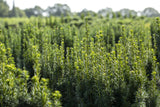 Taxus baccata 'Fastigiata Robusta' mit Belaubung; Einsatz: ;;ab 39,40 Euro
