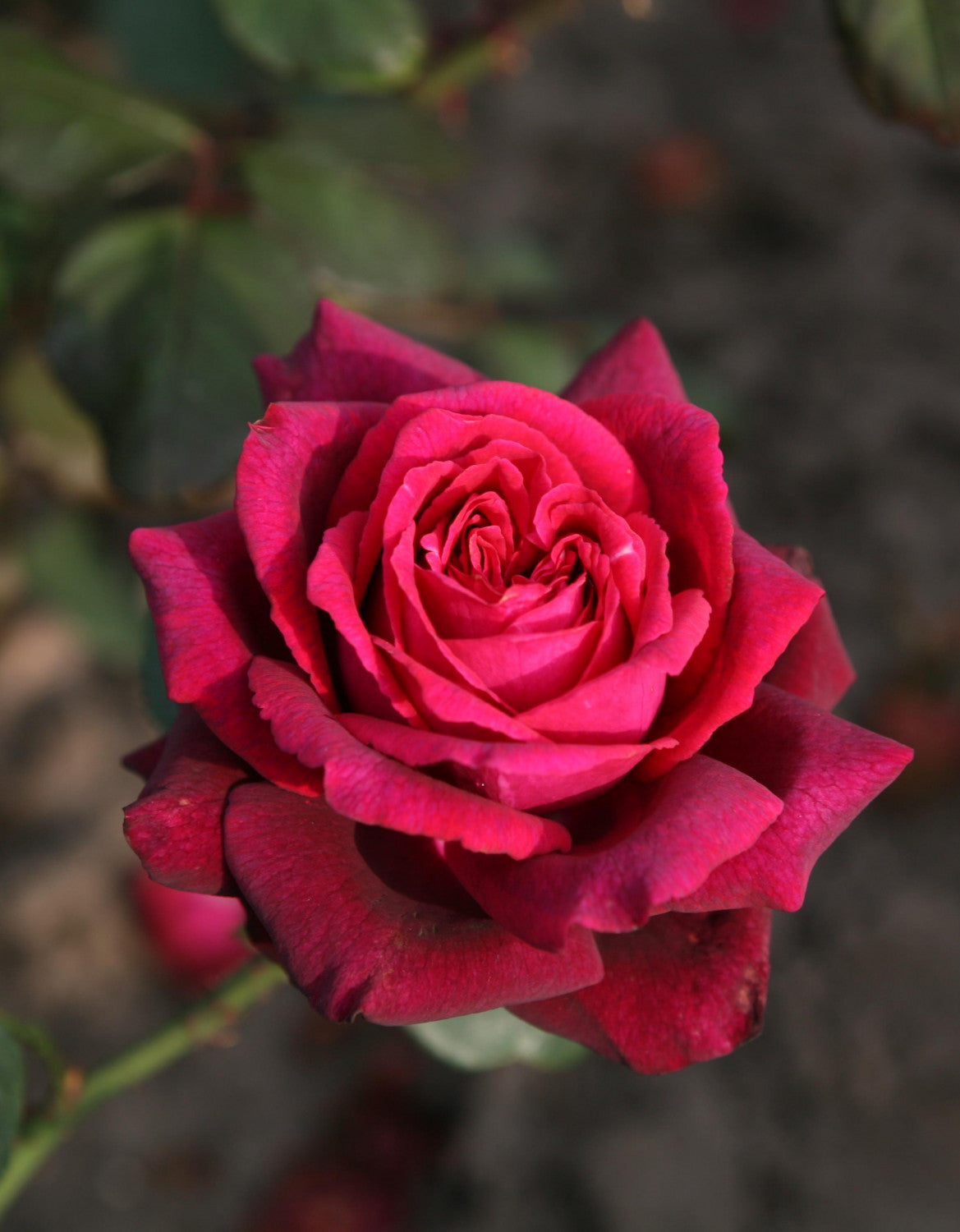 Rosa 'Gräfin Diana' TH mit Blüte; Einsatz: ;;ab 11,80 Euro