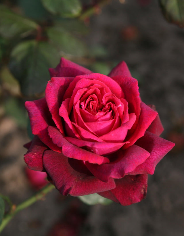 Rosa 'Gräfin Diana' TH mit Blüte; Einsatz: ;;ab 11,80 Euro