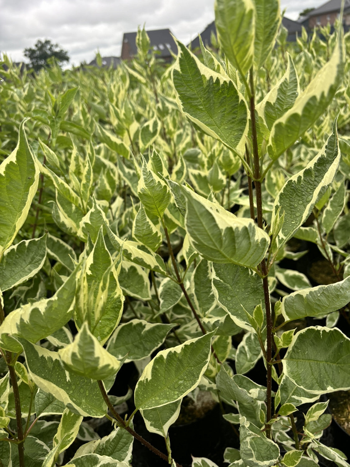 Cornus alba 'Elegantissima' mit Belaubung, erhältlich von 40-60 bis 200-250 cm; Einsatz: ;;ab 7,50 Euro