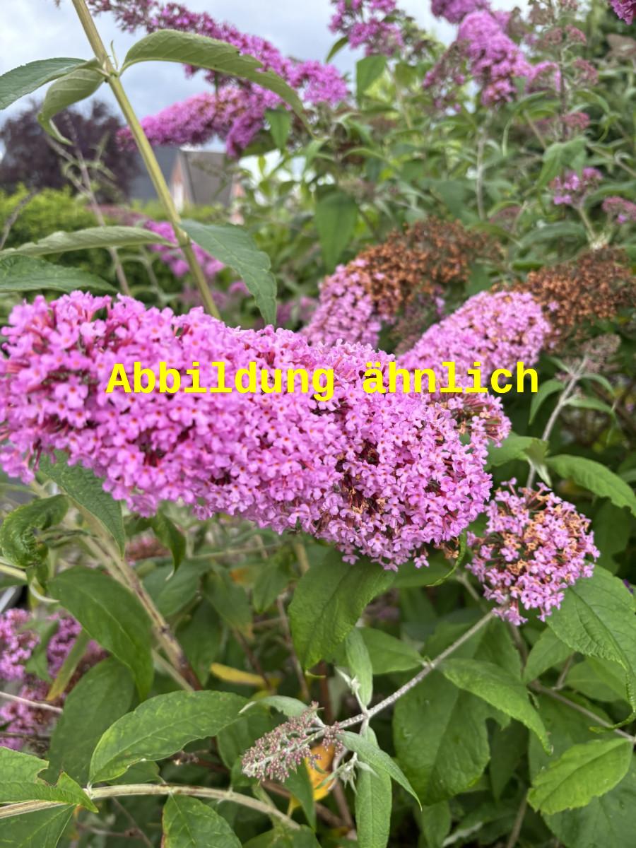 Buddleja 'Nike' (Sommerflieder 'Nike')