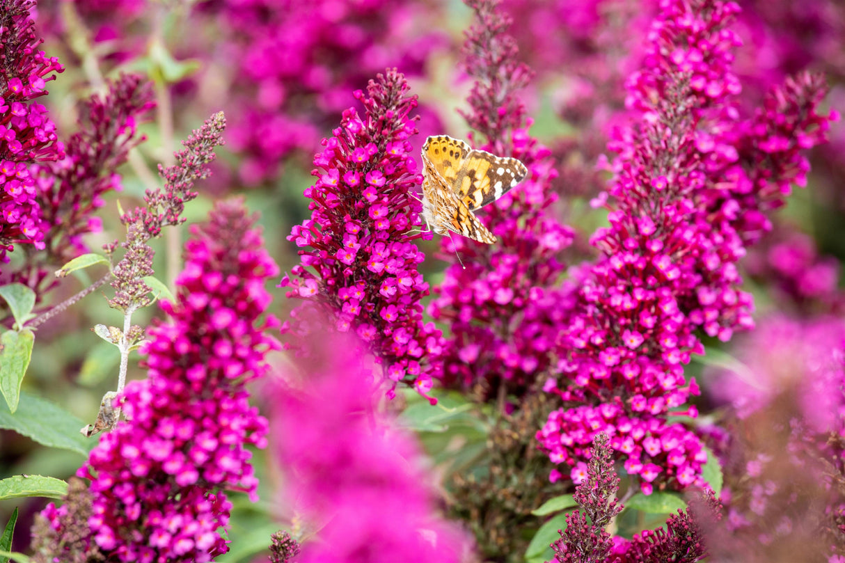 Buddleja 'Buzz Hot Raspberry' , erhältlich von 40-60 bis 40-60 cm;;ab 11,70 Euro