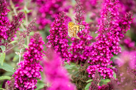 Buddleja 'Buzz Hot Raspberry' , erhältlich von 40-60 bis 40-60 cm;;ab 11,70 Euro