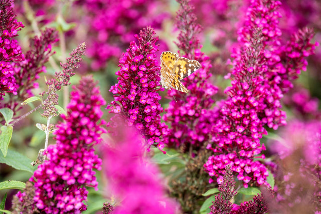 Buddleja 'Buzz Hot Raspberry' , erhältlich von 40-60 bis 40-60 cm;;ab 11,70 Euro