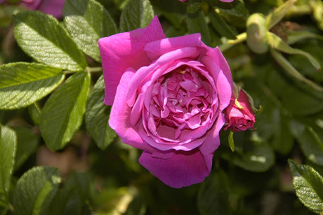 Rosa 'Rosa Zwerg' BDR mit Blüte; Einsatz: ;;ab 8,10 Euro