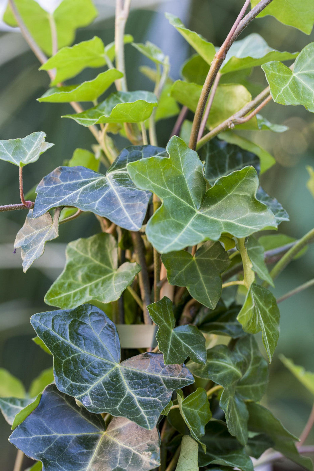 Hedera helix hibernica , erhältlich von 80-100 bis 150-200 cm;;ab 24,60 Euro