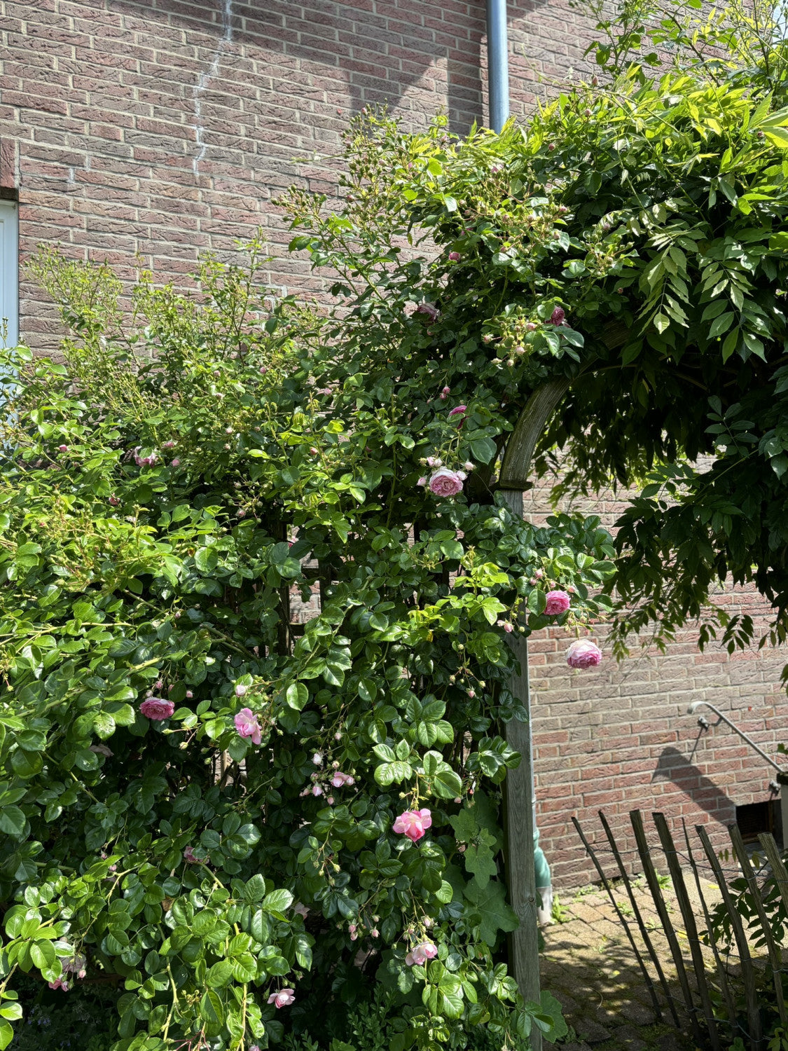 Kletterrose 'Jasmina' ADR-Rose als Pflanze im Beet; Einsatz: Rankgerüstewinterhart;;hier kaufen