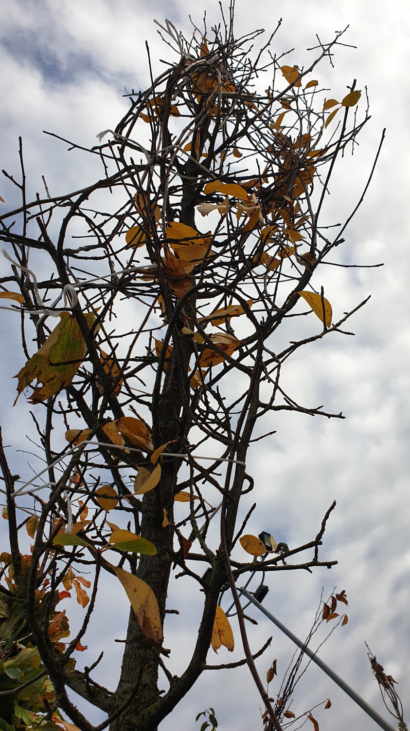 Peppertree; vorbereitet für Versand; herbstfärbung; Einsatzmöglichkeit z.B. : Parkbaum;;mit zeitnaher Lieferung