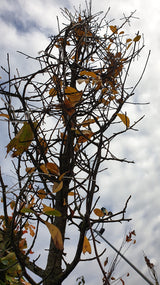 Peppertree; vorbereitet für Versand; herbstfärbung; Einsatzmöglichkeit z.B. : Parkbaum;;mit zeitnaher Lieferung
