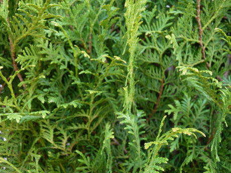 thuja 'brabant'; nahrungsquelle für Insekten;;mit zeitnaher Lieferung
