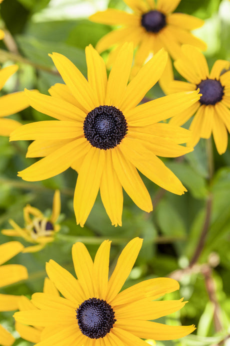 Rudbeckia fulgida sullivantii 'Goldsturm' mit Blüte; Einsatz: ;;ab 3,30 Euro