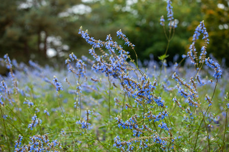Salvia uliginosa mit Blüte; Einsatz: , ;;ab 6,44 Euro