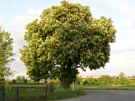 Gemeine Kastanie; dekorativ;;mit zeitnaher Lieferung