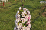 Malus 'Van Eseltine'; hier mit Blüte; fruchtschmuck; Einsatzmöglichkeit z.B. : Solitärgehölz; verfügbar in 22 Größen und Varianten;;ab 20,70 Euro