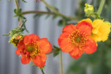 Geum coccineum 'Werner Arends'; hier mit Blüte; lange Blütezeit; Einsatzmöglichkeit z.B. : Steingarten;;ab 0,00 Euro