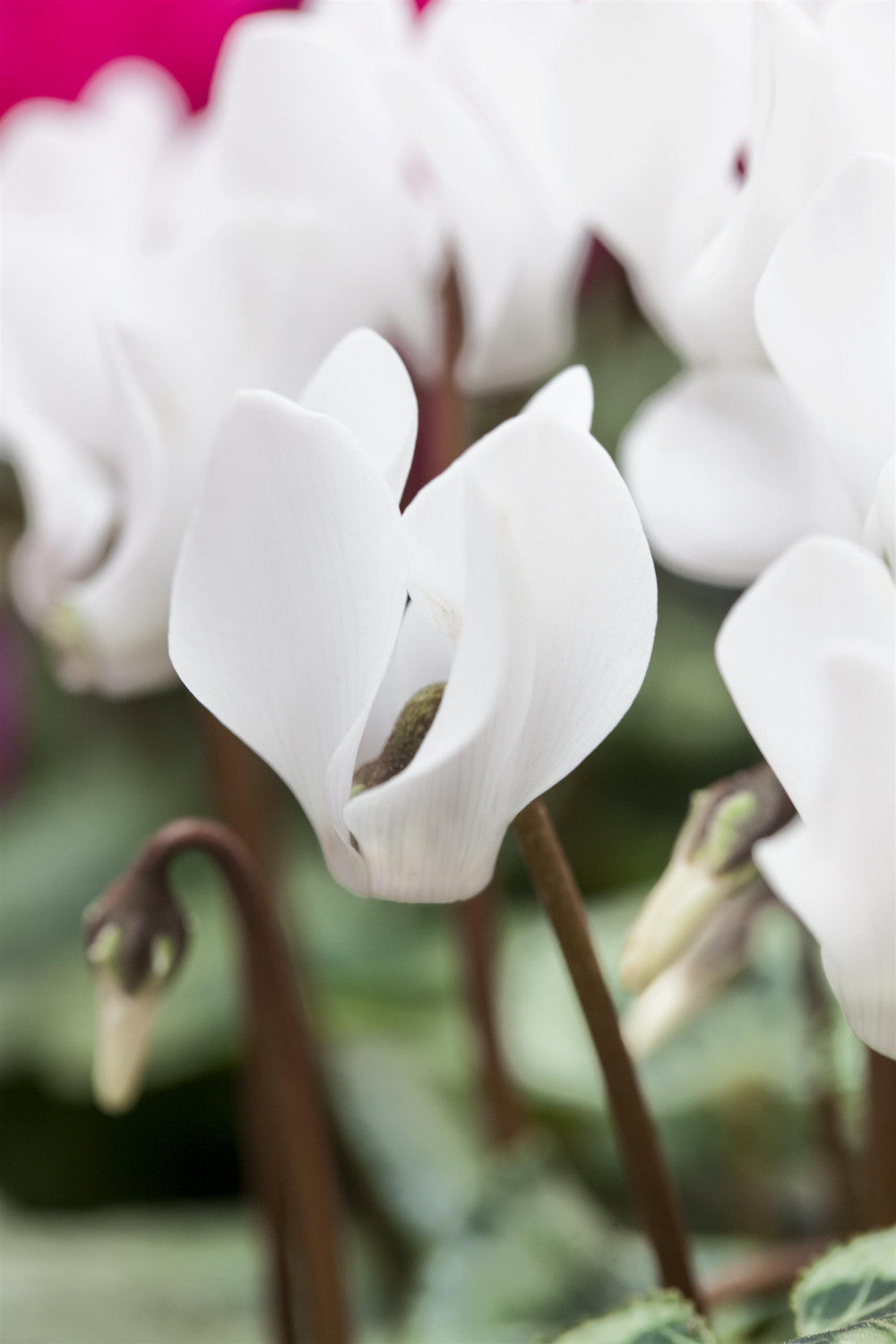 Cyclamen coum 'Album' (Garten-Frühlings-Alpenveilchen)