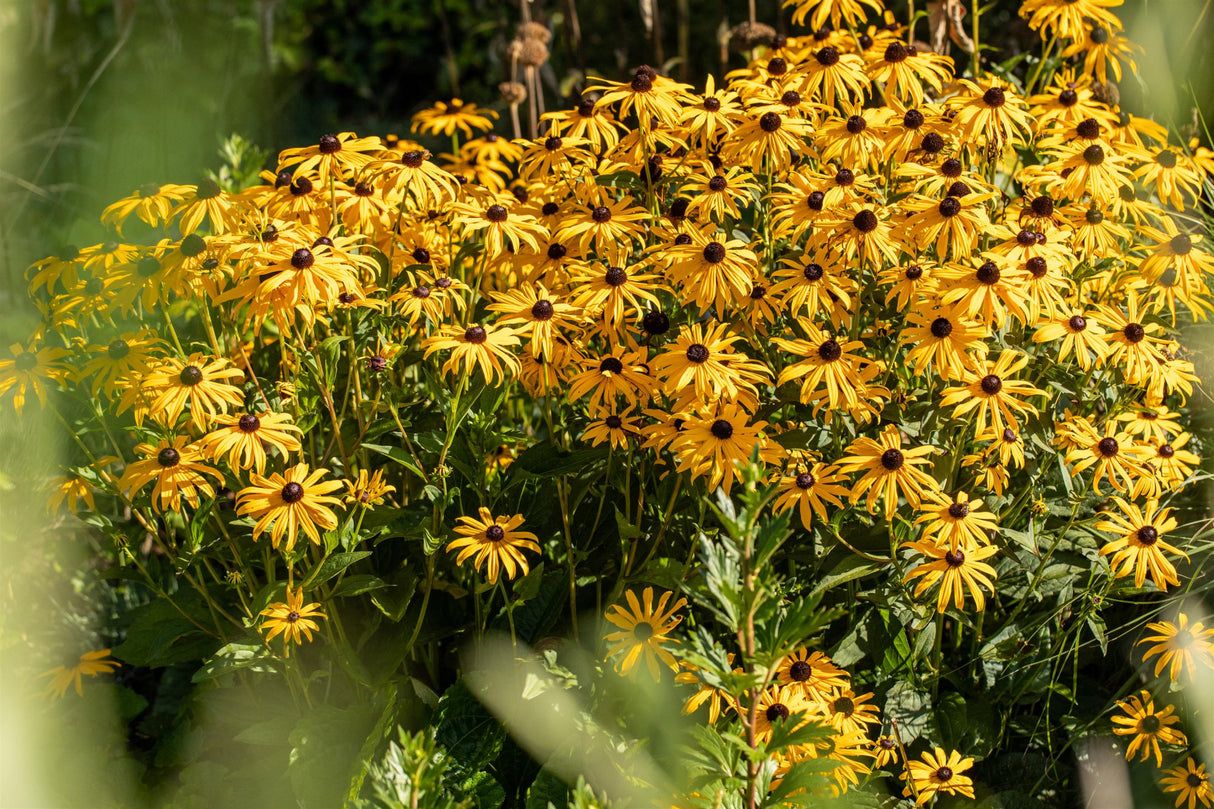 Rudbeckia fulgida mit Blüte; Einsatz: ;;ab 4,30 Euro